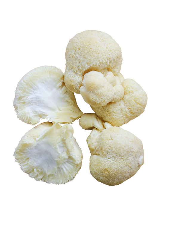 Cogumelo Juba de Leão Fresco Ibitu - 250g