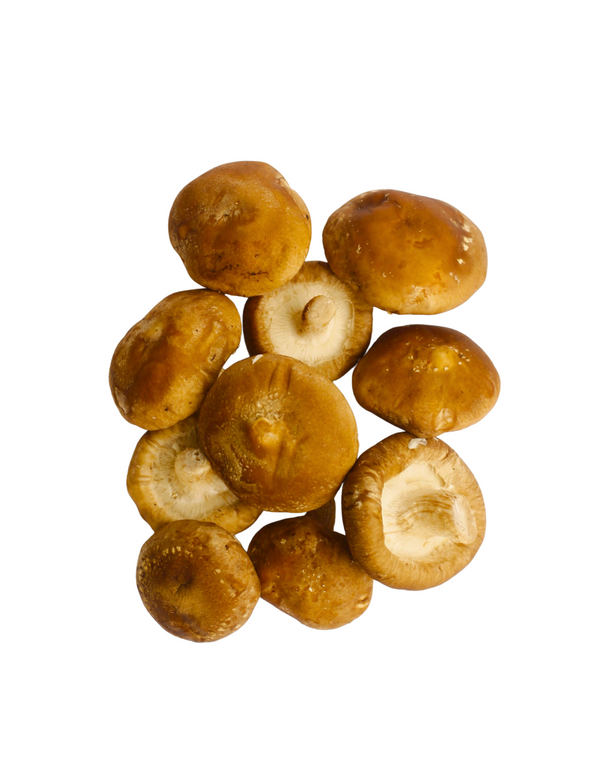 Cogumelo Shiitake Fresco Ibitu
