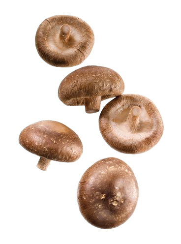 Cogumelo Shiitake Fresco Ibitu